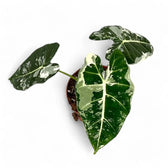 Alocasia ‘Frydek’ variegata – Zimmerpflanze im Kulturtopf auf weißem Hintergrund, Produktfoto 13.