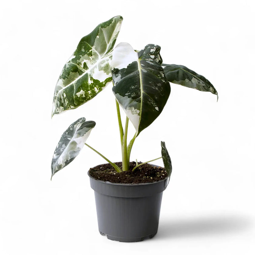 Alocasia ‘Frydek’ variegata potted plant in nursery pot on white background.