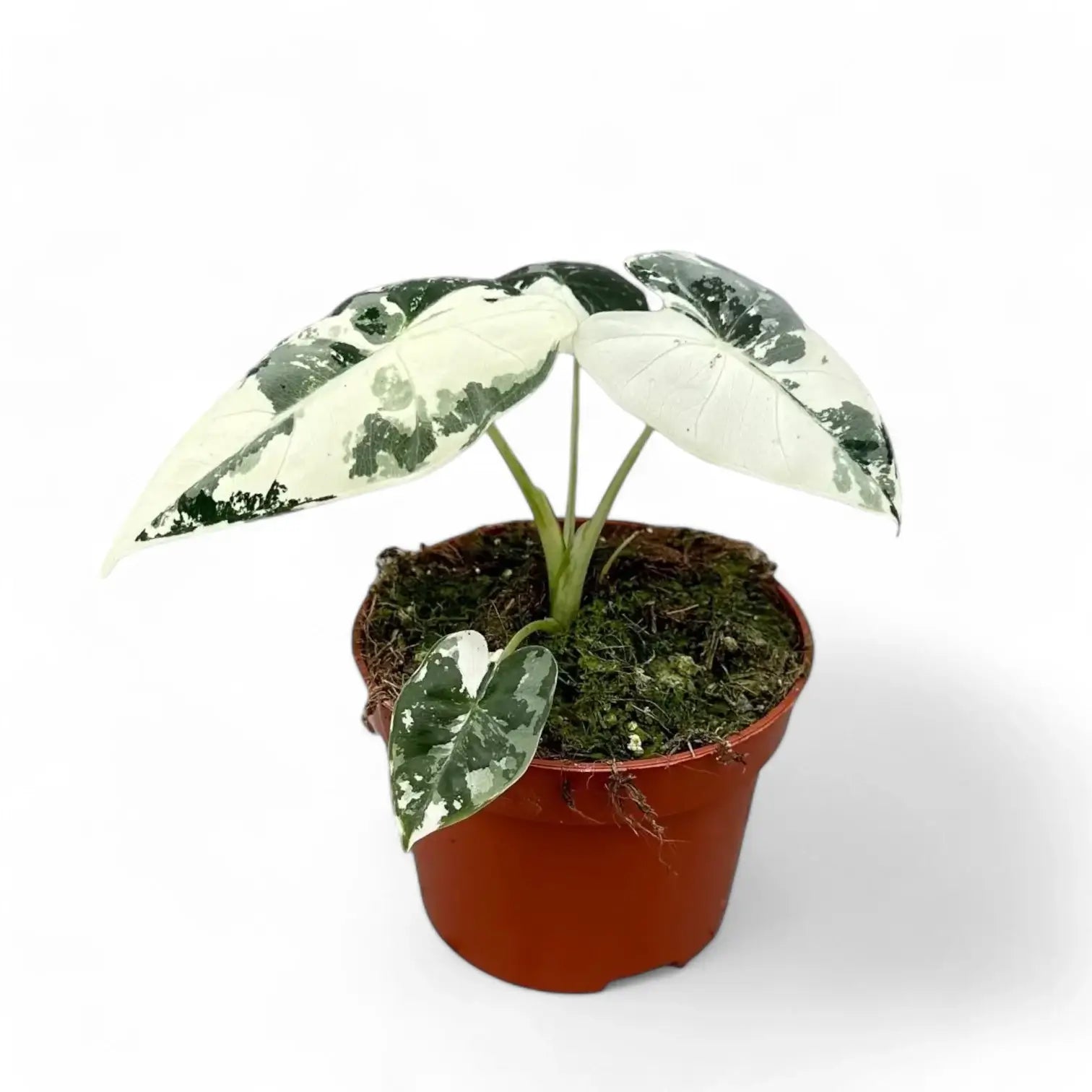 Alocasia ‘Frydek’ variegata – Zimmerpflanze im Kulturtopf auf weißem Hintergrund, Produktfoto 7.