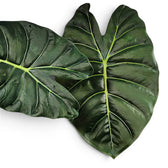 Nahaufnahme zweier großer grüner Blätter von Alocasia Golden Bone vor weißem Hintergrund