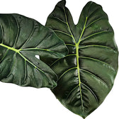 Alocasia 'Golden bone' potted plant in nursery pot on white background.