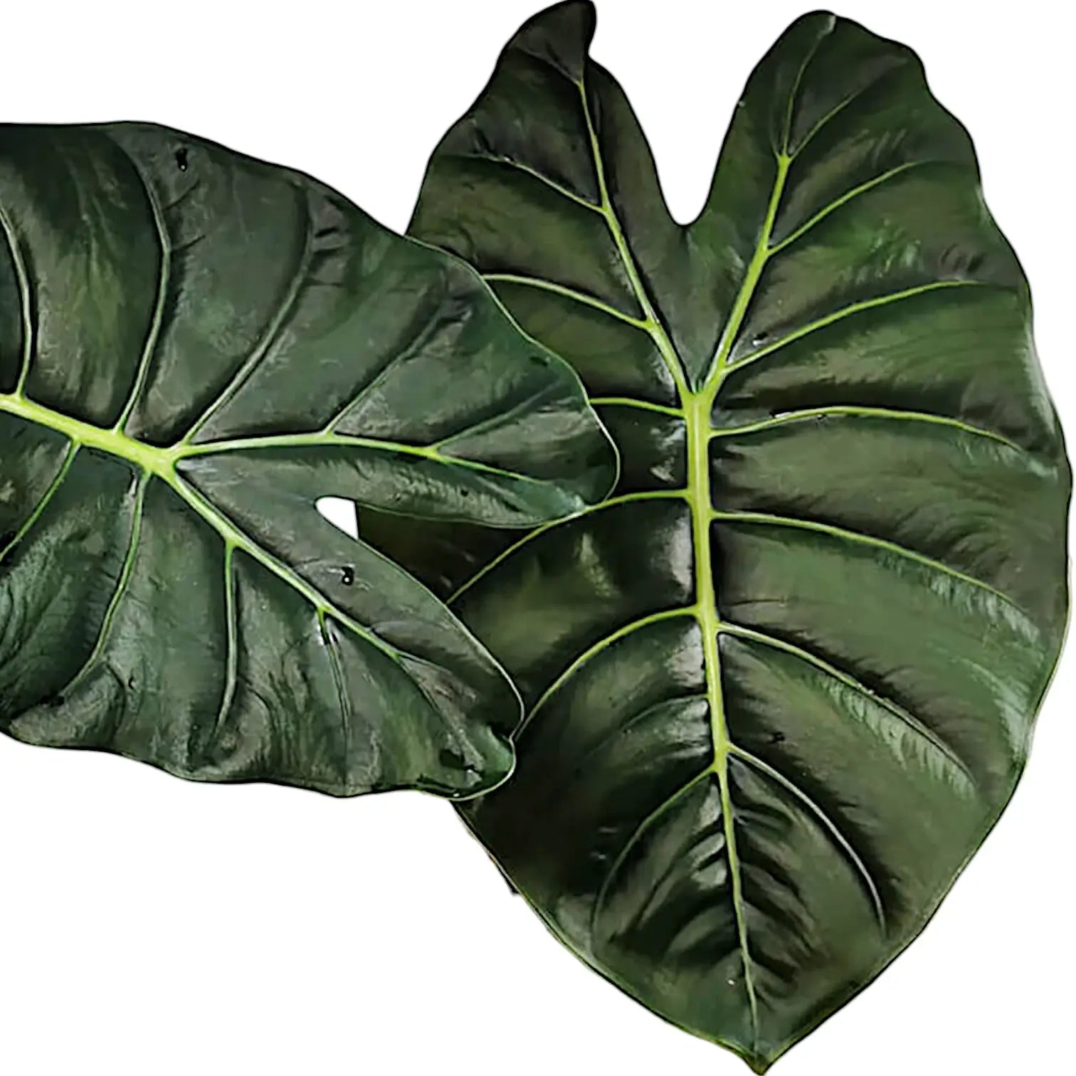 Alocasia 'Golden bone' potted plant in nursery pot on white background.