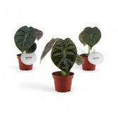 Alocasia 'Golden bone' potted plant in nursery pot on white background.