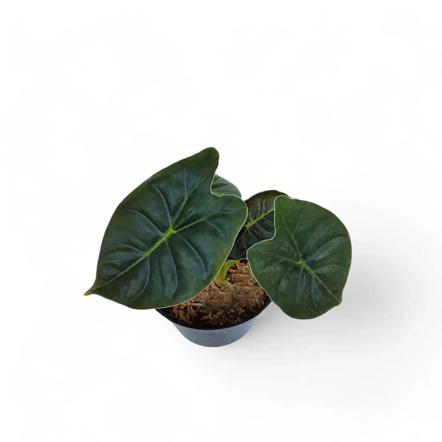 Alocasia 'Golden bone' potted plant in nursery pot on white background.
