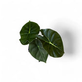Alocasia 'Golden bone' potted plant in nursery pot on white background.