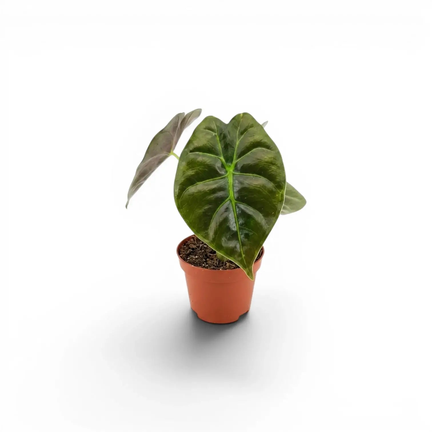 Jungpflanze von Alocasia Golden Bone im Topf mit sehr dunkelgrünen Blättern und hellgrünen Adern vor weißem Hintergrund