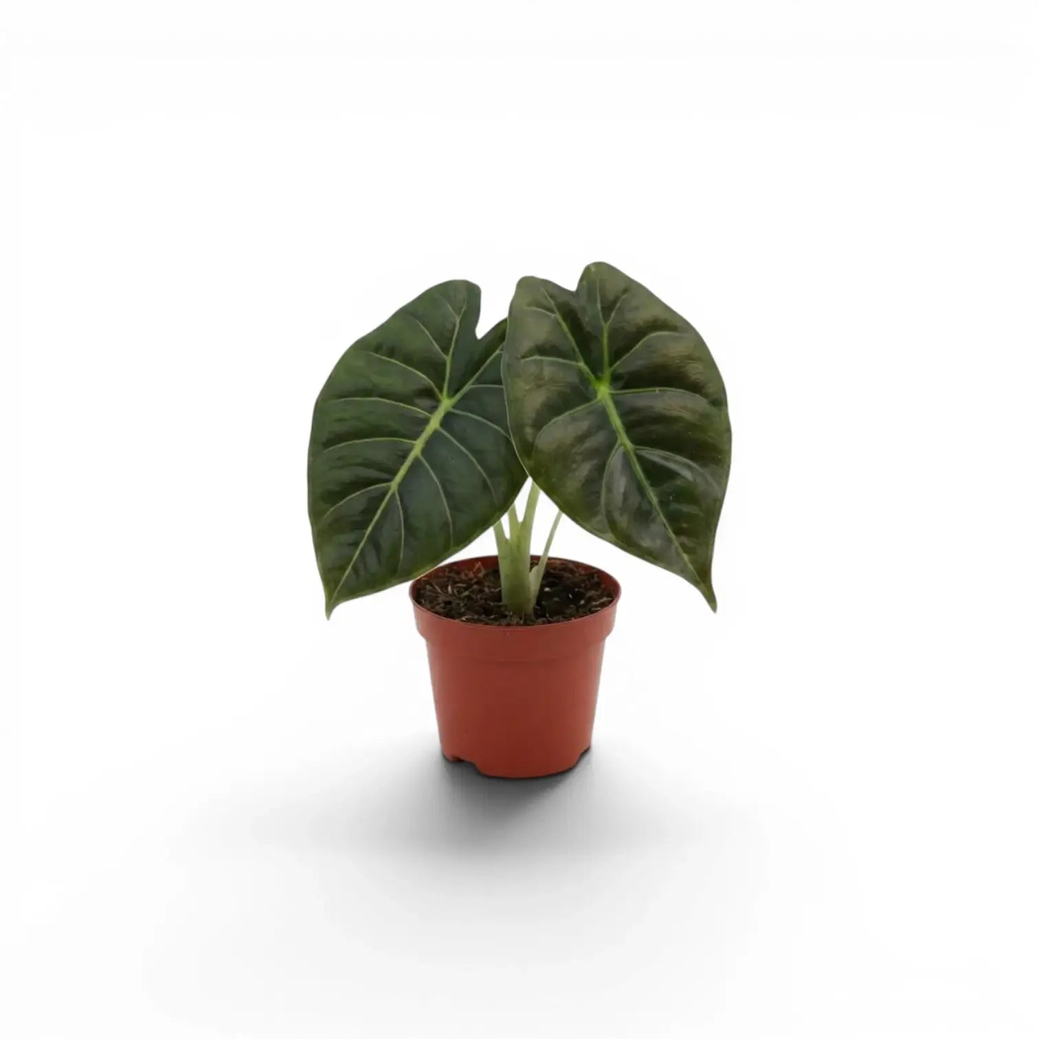 Jungpflanze von Alocasia Golden Bone im Topf mit sehr dunkelgrünen Blättern und hellgrünen Adern vor weißem Hintergrund
