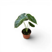 Jungpflanze von Alocasia Golden Bone im Topf mit sehr dunkelgrünen Blättern und hellgrünen Adern vor weißem Hintergrund