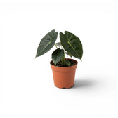 Jungpflanze von Alocasia Golden Bone im Topf mit sehr dunkelgrünen Blättern und hellgrünen Adern vor weißem Hintergrund