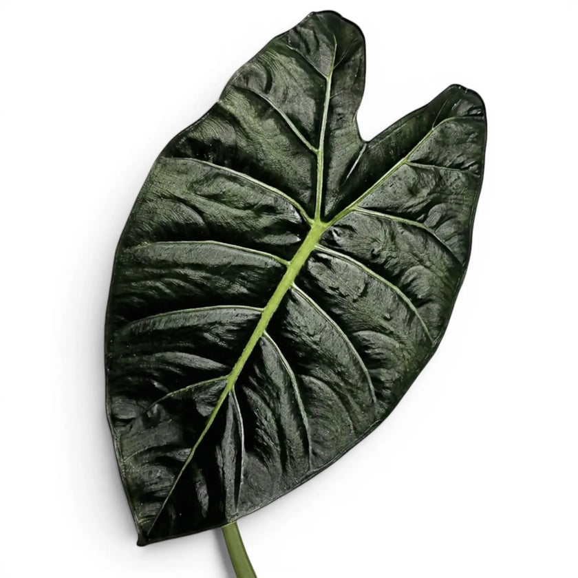 Close-up of an Alocasia Golden Bone leaf with very dark green colouration and lime veins on a white background