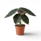 Alocasia Golden Bone im Topf mit sehr dunkelgrünen Blättern und hellgrünen Adern vor weißem Hintergrund