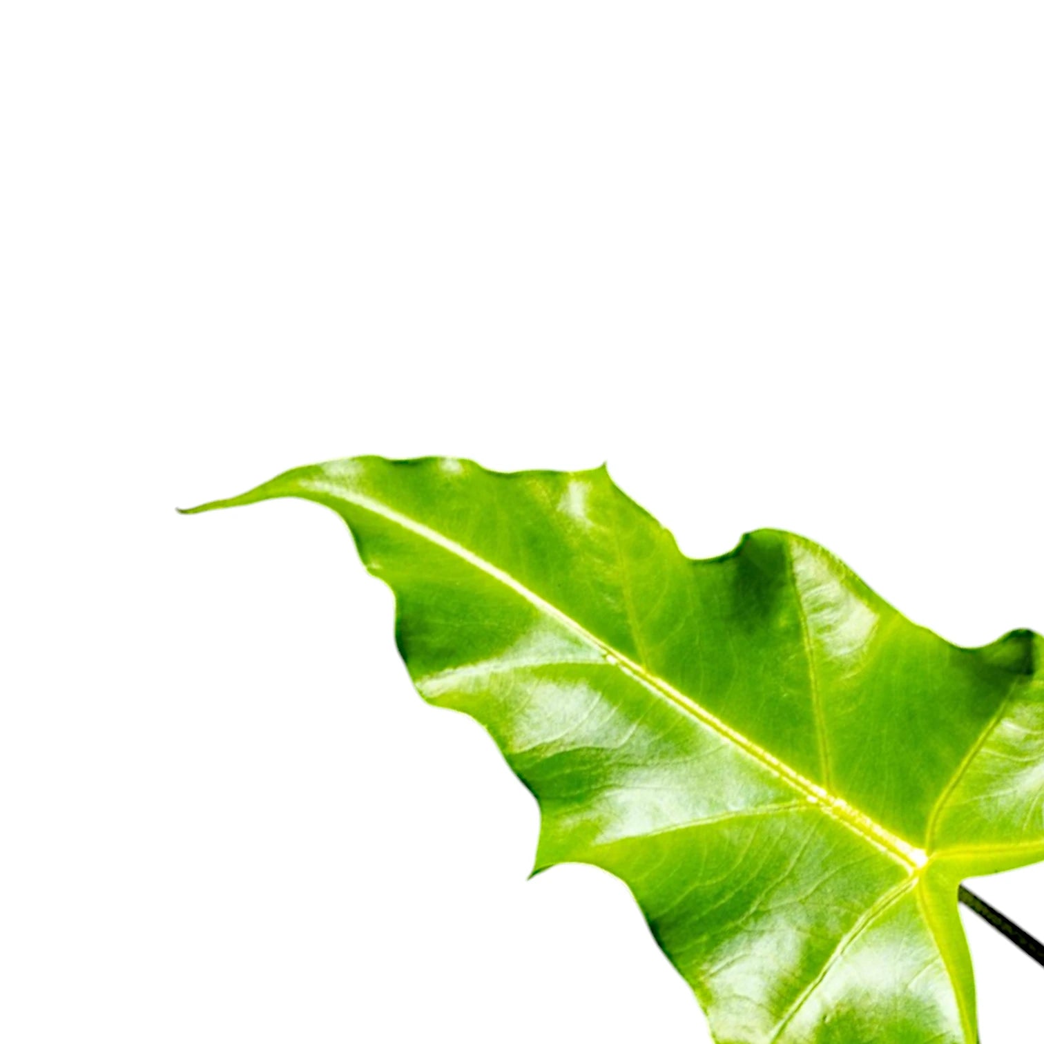 Alocasia 'Golden Dragon' leaf detail on white background.