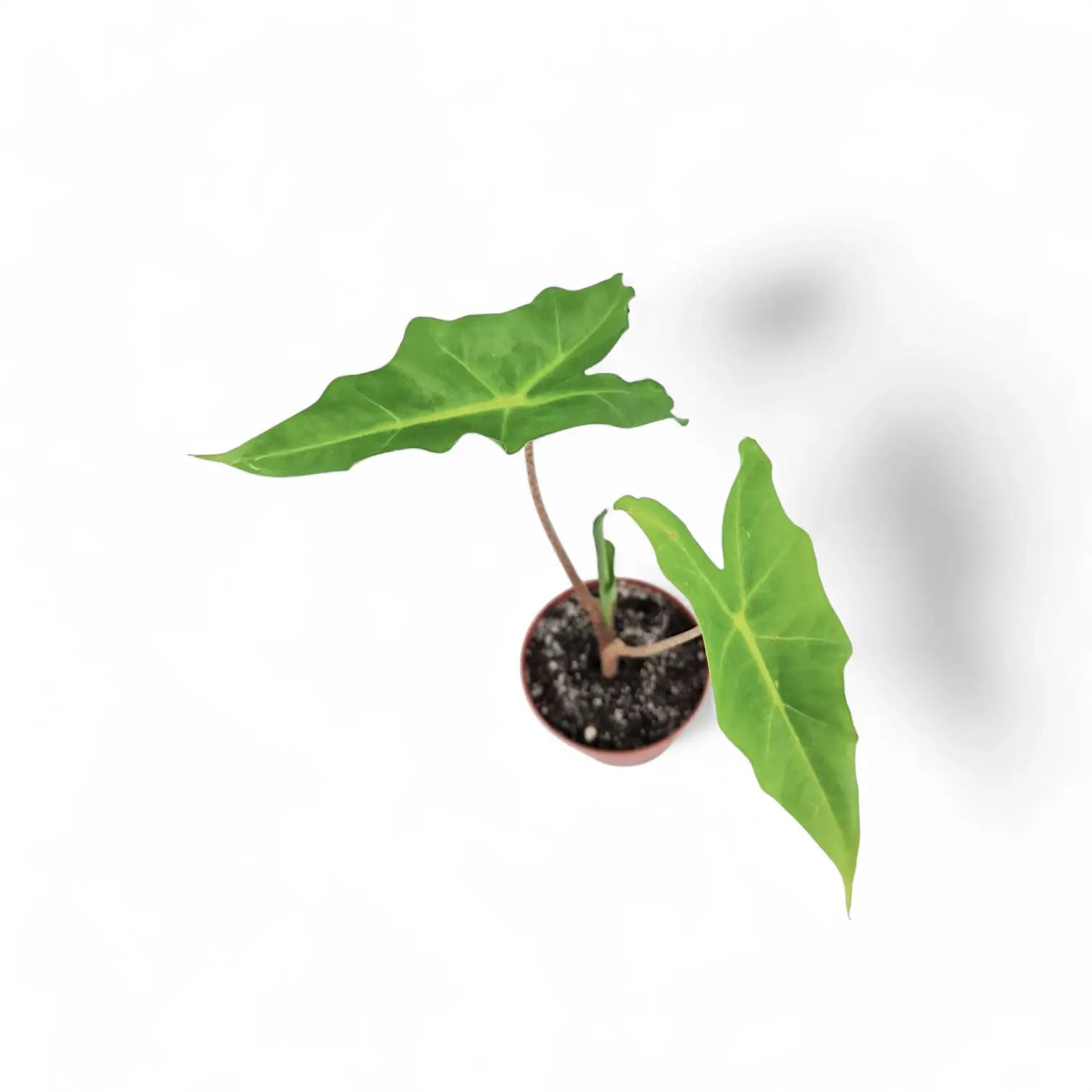 Alocasia 'Golden Dragon' potted plant in nursery pot on white background.