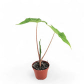 Alocasia 'Golden Dragon' potted plant in nursery pot on white background.
