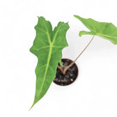 Alocasia 'Golden Dragon' potted plant in nursery pot on white background.