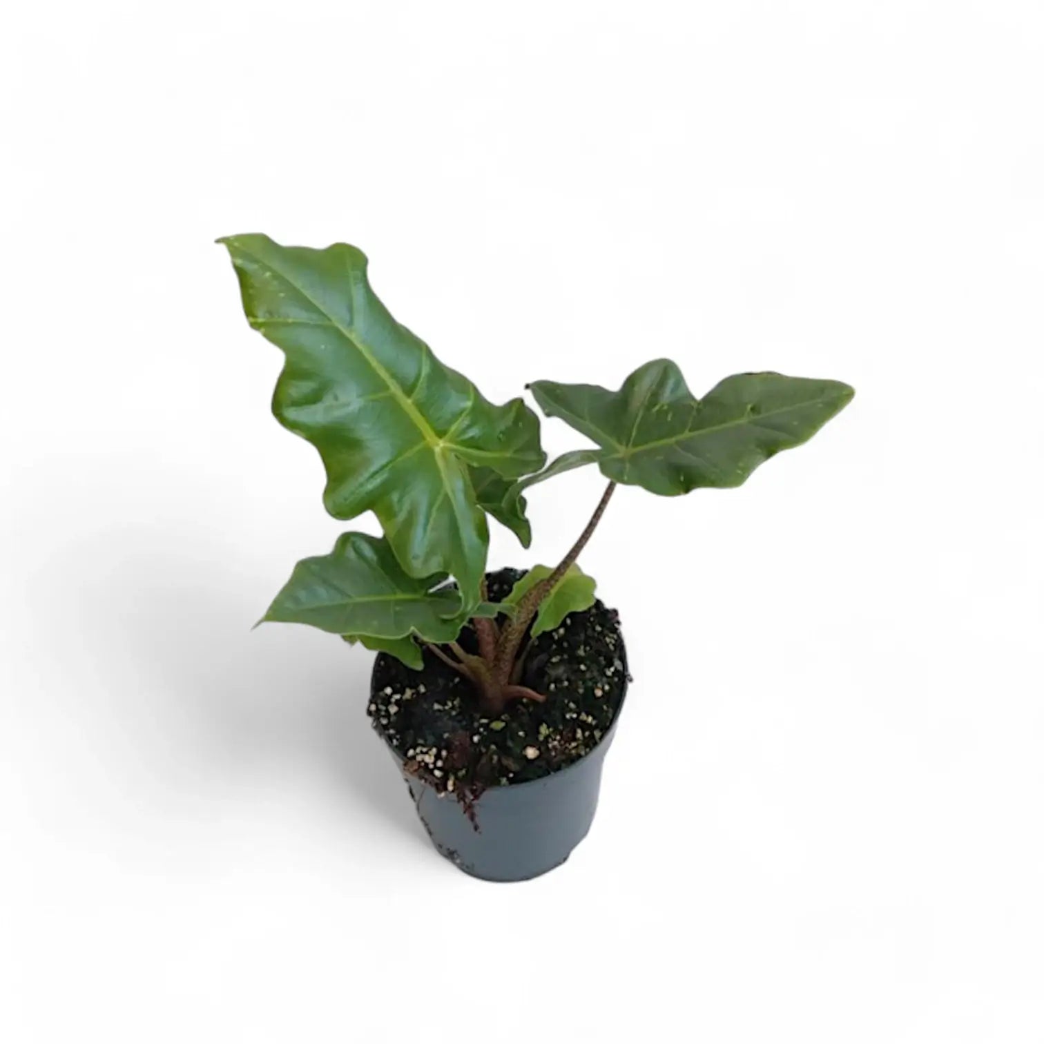 Alocasia 'Golden Dragon' potted plant in nursery pot on white background.