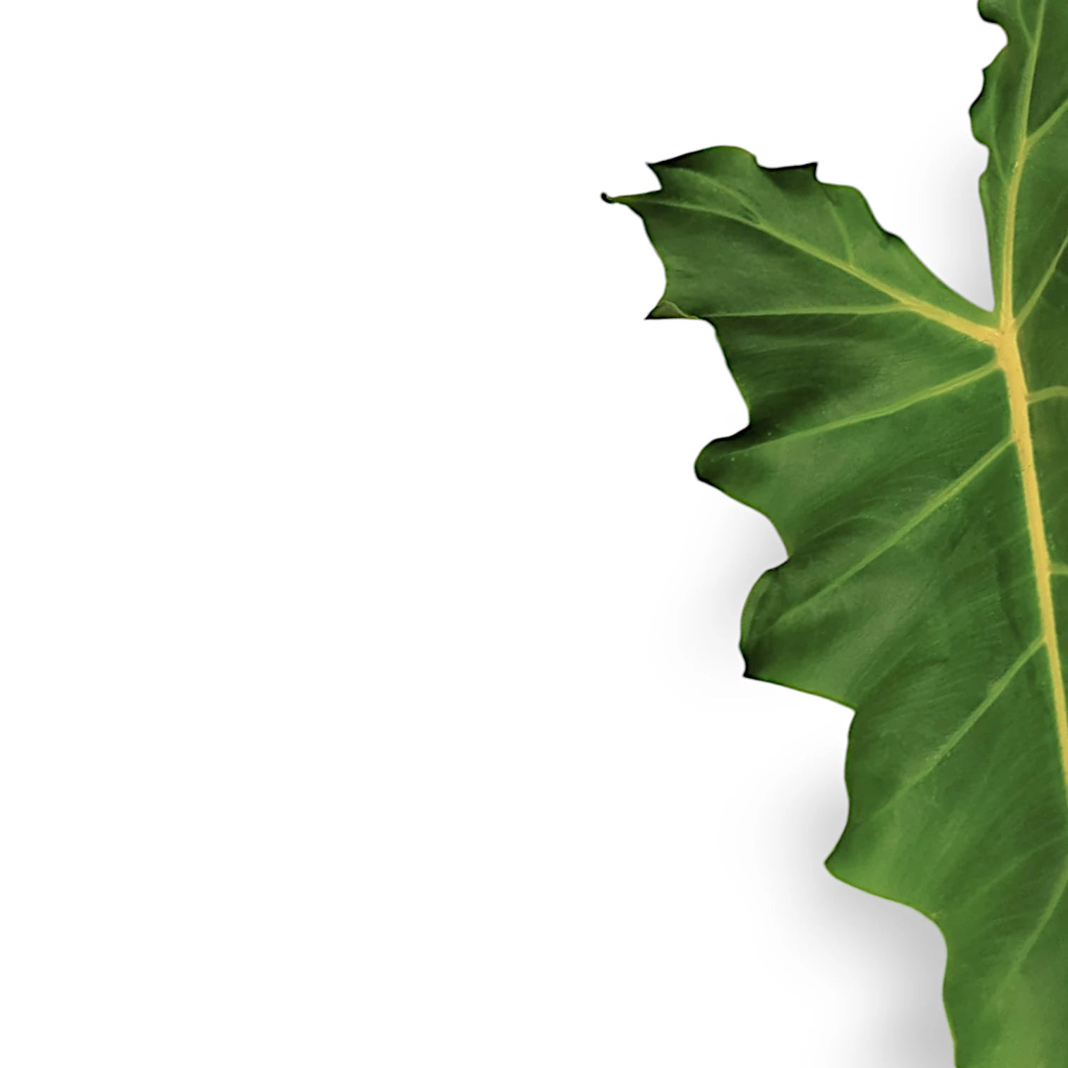 Alocasia 'Golden Dragon' potted plant in nursery pot on white background.