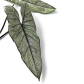 Alocasia heterophylla leaf detail on white background.