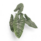 Alocasia heterophylla potted plant in nursery pot on white background.