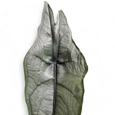 Alocasia heterophylla 'Dragon's Breath' close-up of leaf on white background.