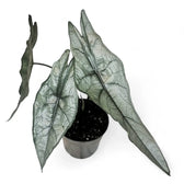 Alocasia heterophylla 'Dragon's Breath' potted plant in nursery pot on white background.