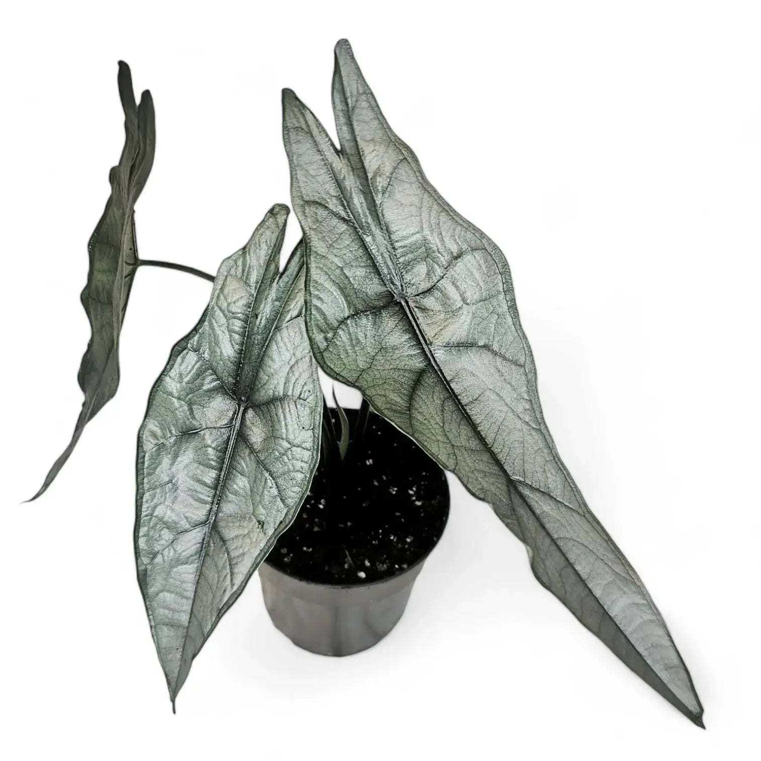 Alocasia heterophylla 'Dragon's Breath' potted plant in nursery pot on white background.