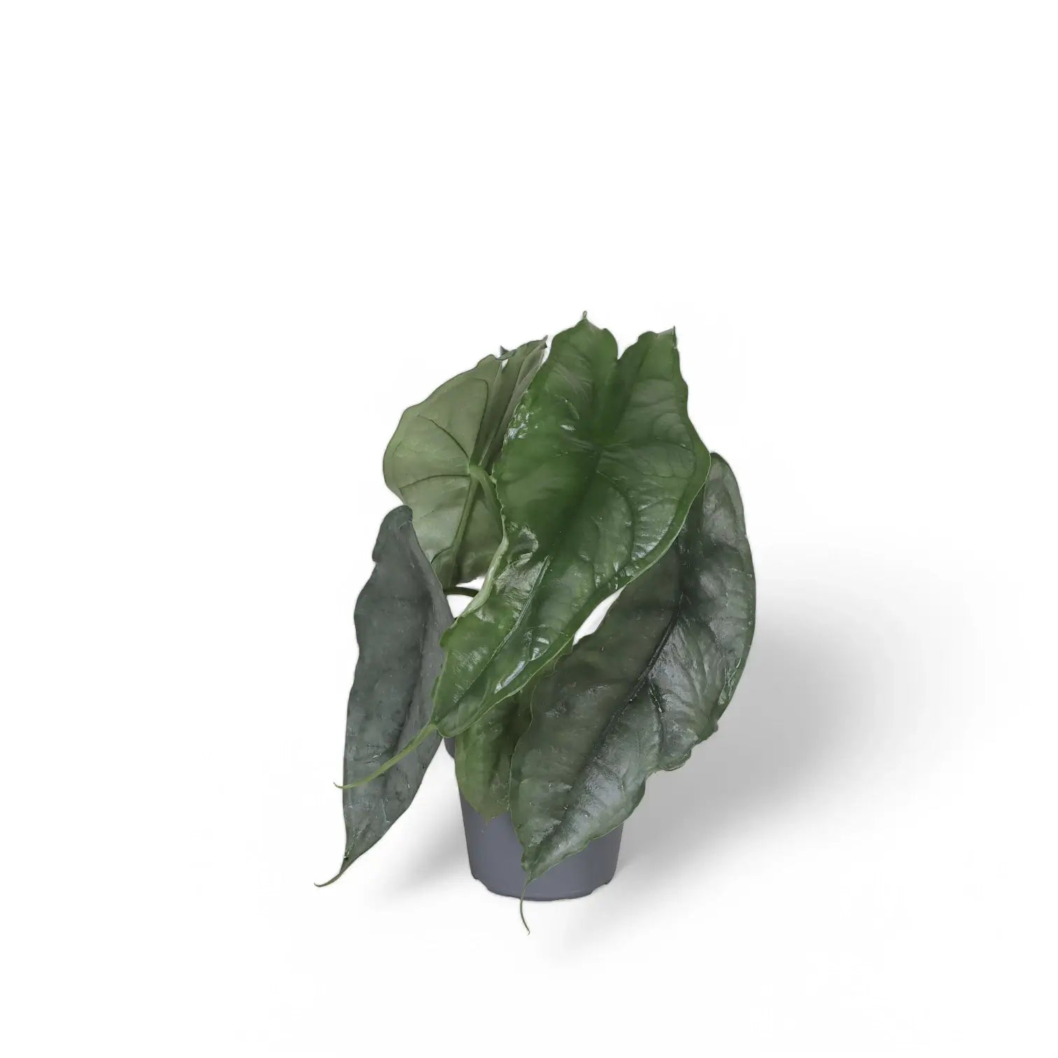 Alocasia heterophylla 'Dragon's Breath' potted plant in nursery pot on white background.