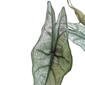 Alocasia heterophylla 'Dragon's Breath' potted plant in nursery pot on white background.