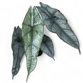 Alocasia heterophylla 'Dragon's Breath' potted plant in nursery pot on white background.