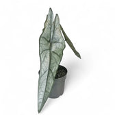 Alocasia heterophylla 'Dragon's Breath' potted plant in nursery pot on white background.