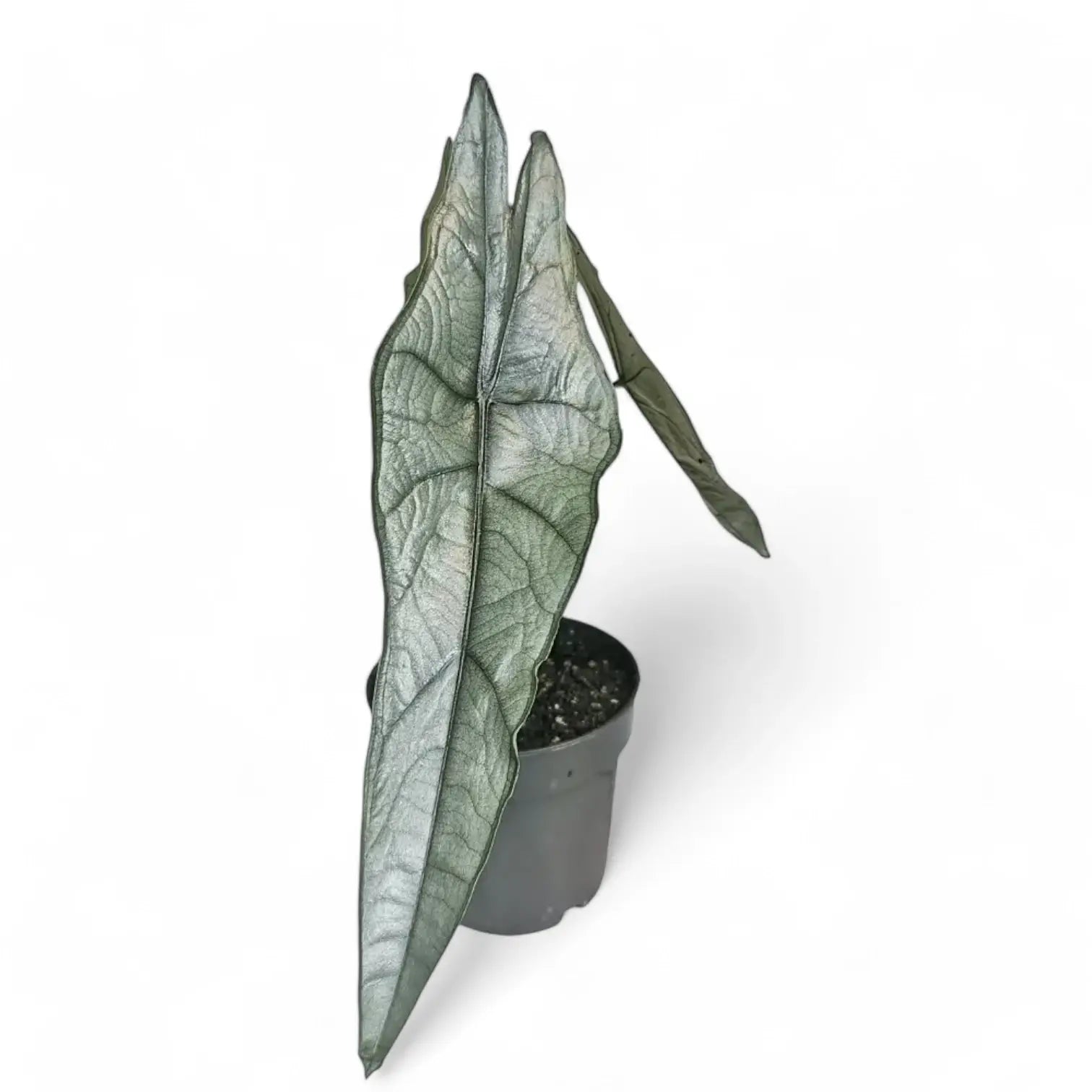 Alocasia heterophylla 'Dragon's Breath' potted plant in nursery pot on white background.
