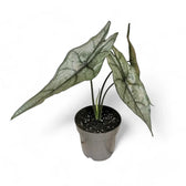 Alocasia heterophylla 'Dragon's Breath' potted plant in nursery pot on white background.