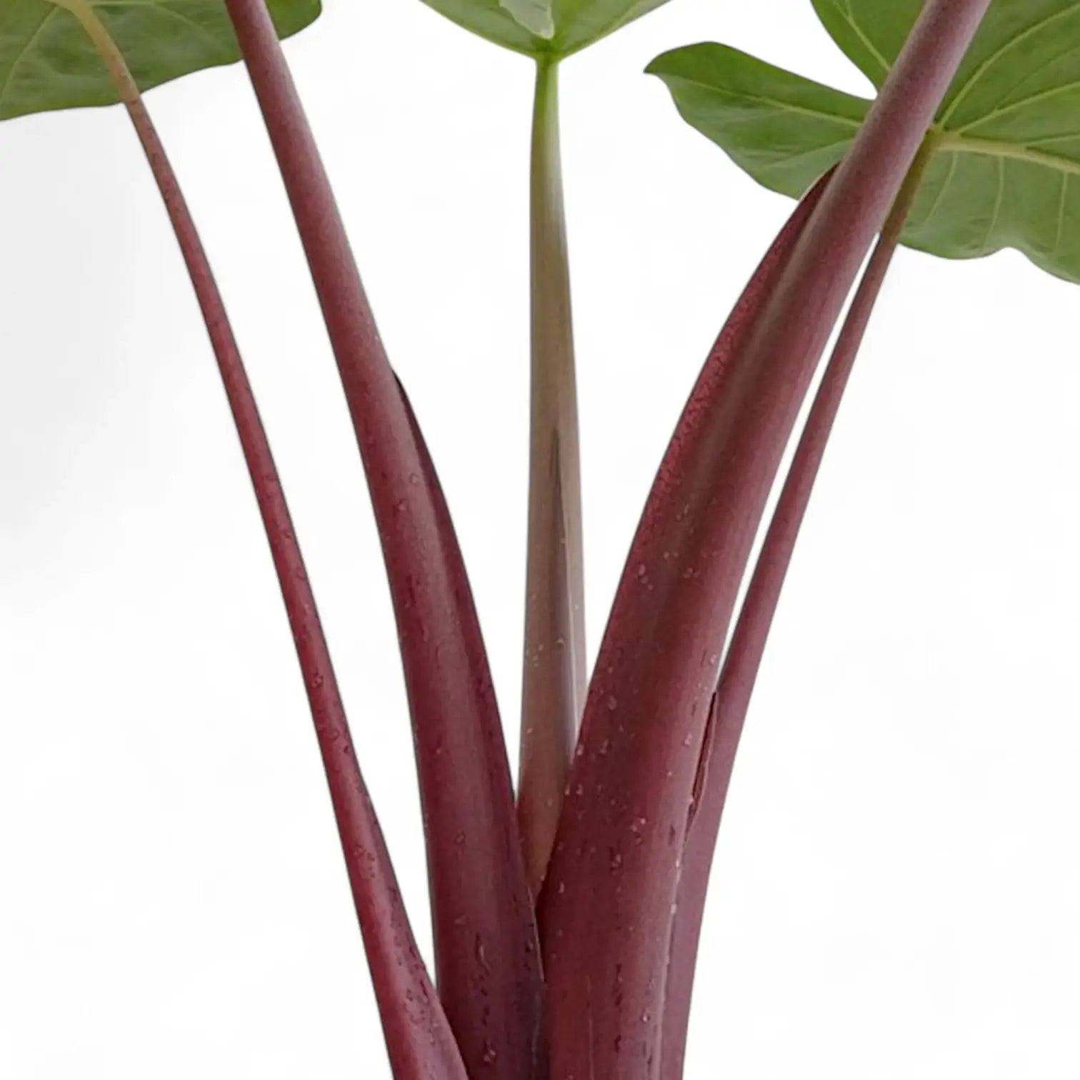 Alocasia 'Imperial Red' leaf detail on white background.