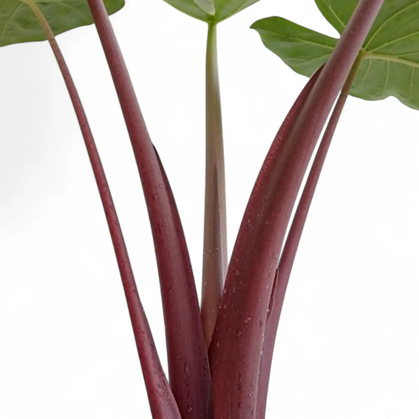 Alocasia 'Imperial Red' leaf detail on white background.
