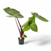 Alocasia 'Imperial Red' potted plant in nursery pot on white background.