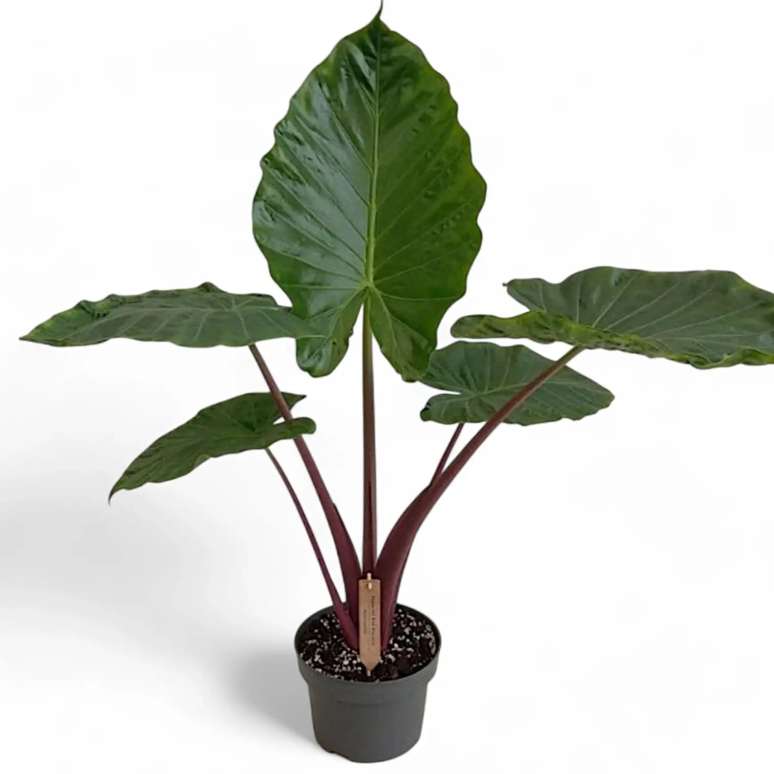 Alocasia 'Imperial Red' potted plant in nursery pot on white background.