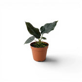 Kleine Jungpflanze von Alocasia infernalis im Topf mit sehr dunkelgrünen Blättern vor weißem Hintergrund