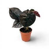 Alocasia infernalis im Topf mit sehr dunkelgrünen Blättern vor weißem Hintergrund