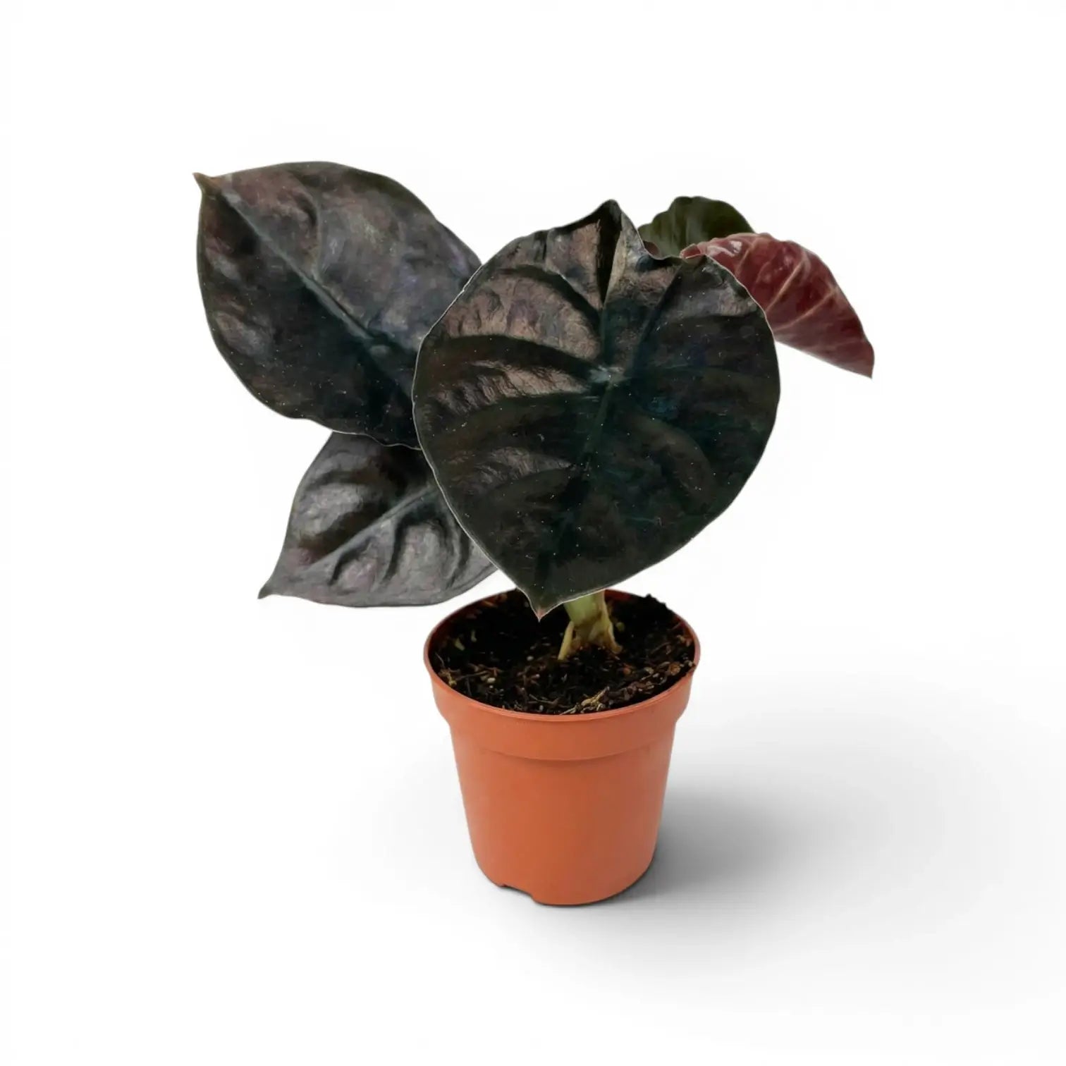 Alocasia infernalis im Topf mit sehr dunkelgrünen Blättern vor weißem Hintergrund