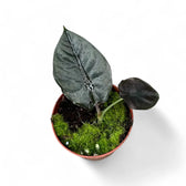 Alocasia infernalis 'Black Magic' – Topfpflanze im Kulturtopf vor weißem Hintergrund, Produktfoto 2.