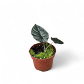 Alocasia infernalis 'Black Magic' – Topfpflanze im Kulturtopf vor weißem Hintergrund, Produktfoto 3.