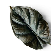 Nahaufnahme eines fast schwarzen Blatts von Alocasia infernalis vor weißem Hintergrund