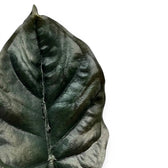 Nahaufnahme eines schwarzen Blatts von Alocasia infernalis vor weißem Hintergrund
