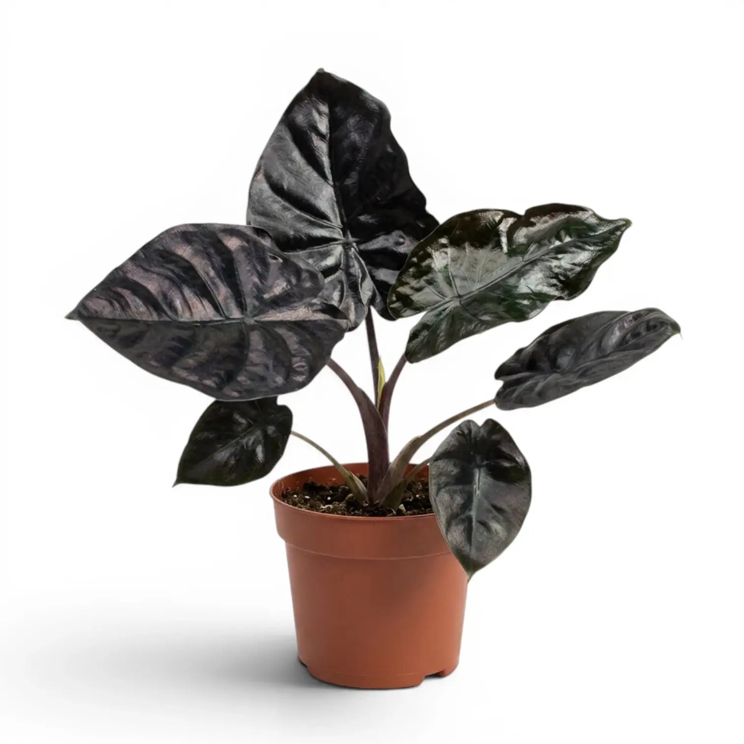 Alocasia infernalis im Topf mit sehr dunkelgrünen Blättern vor weißem Hintergrund
