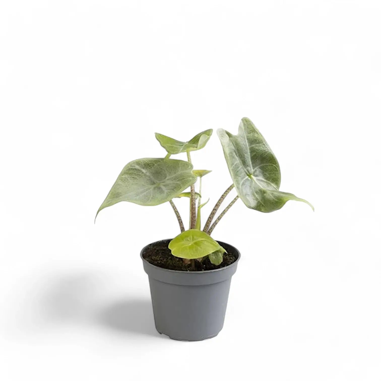 Alocasia 'Ivory Coast' Zimmerpflanze im Anzuchttopf vor weißem Hintergrund, Produktfoto 2.