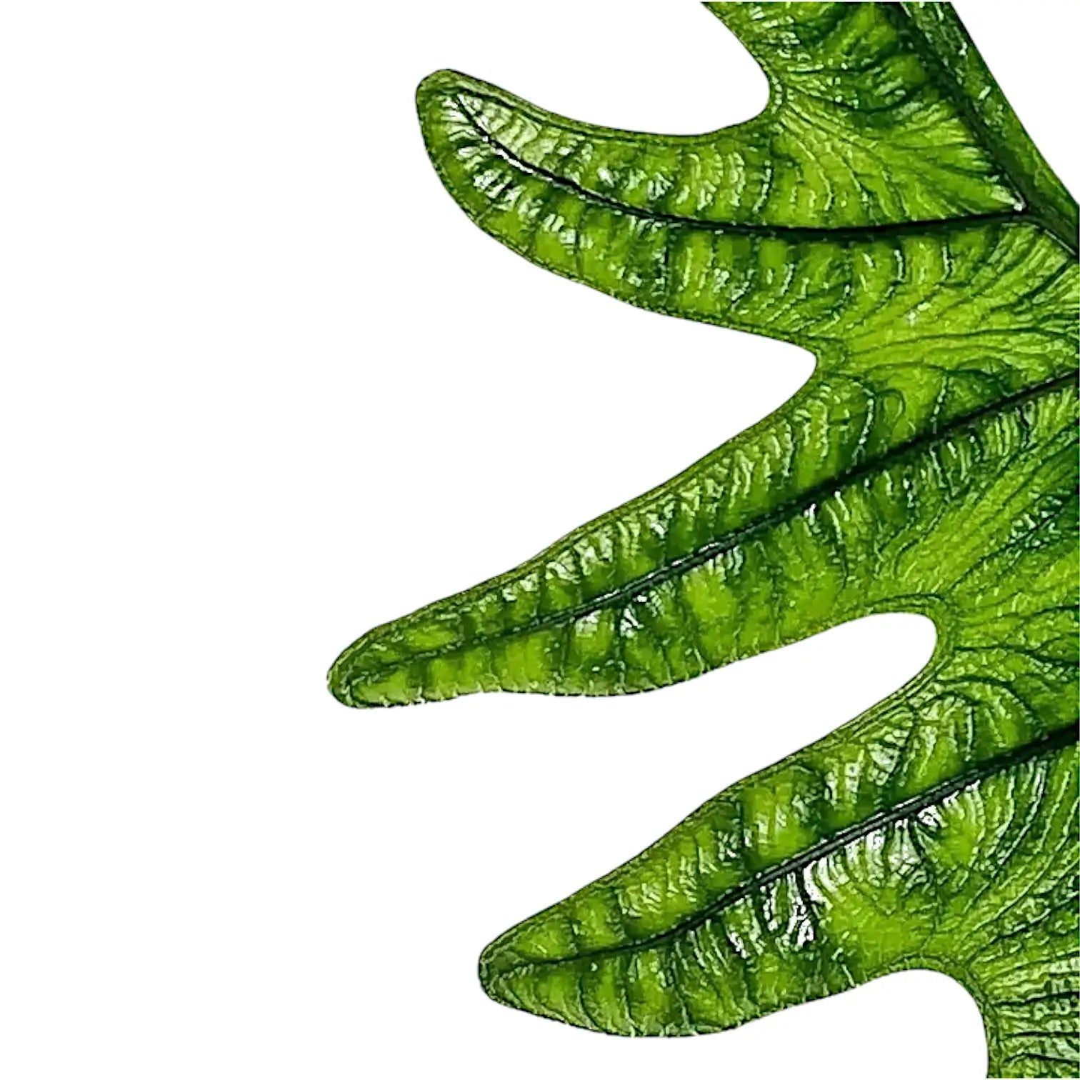 Alocasia 'Jacklyn' close-up of leaf on white background.