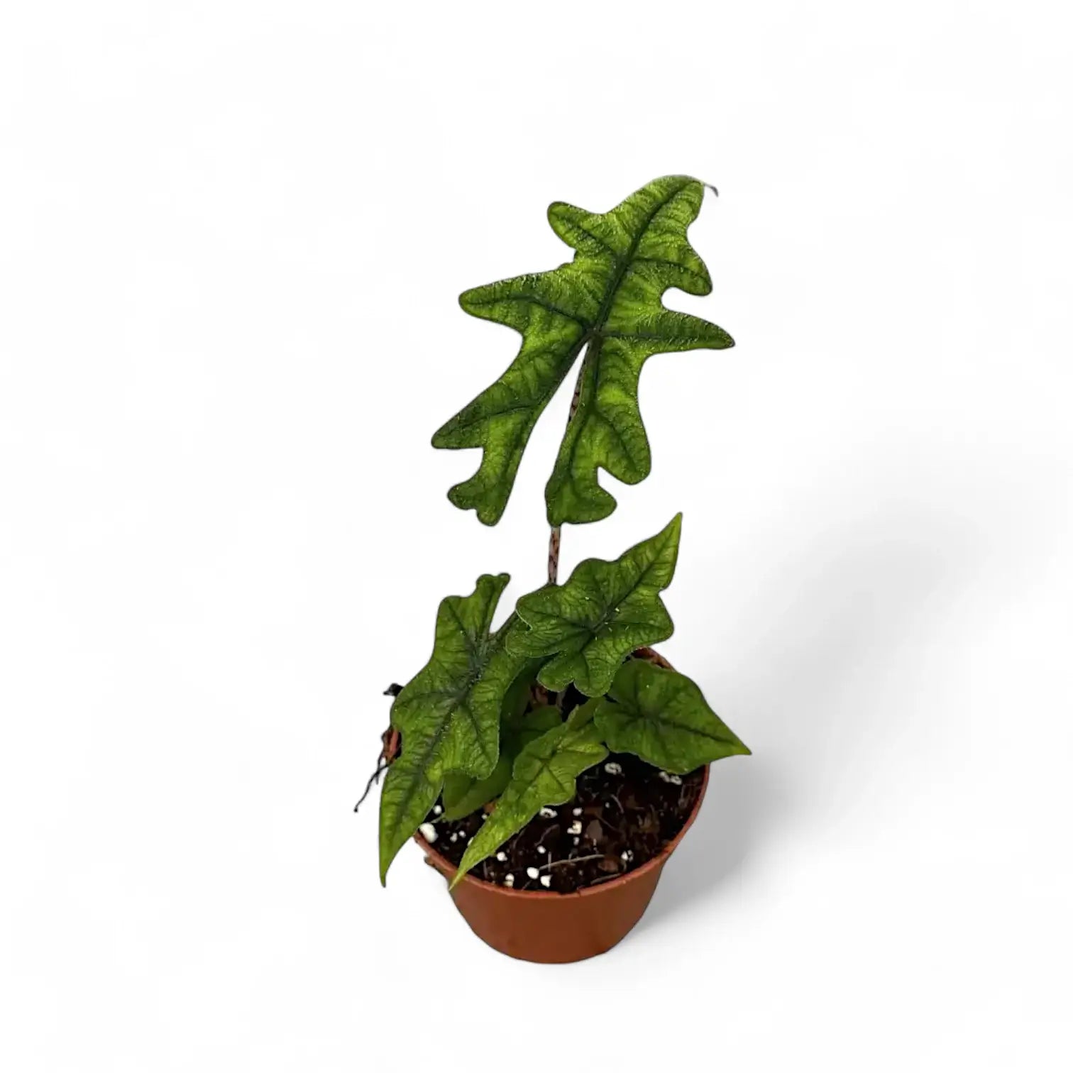 Alocasia 'Jacklyn' potted plant in nursery pot on white background.