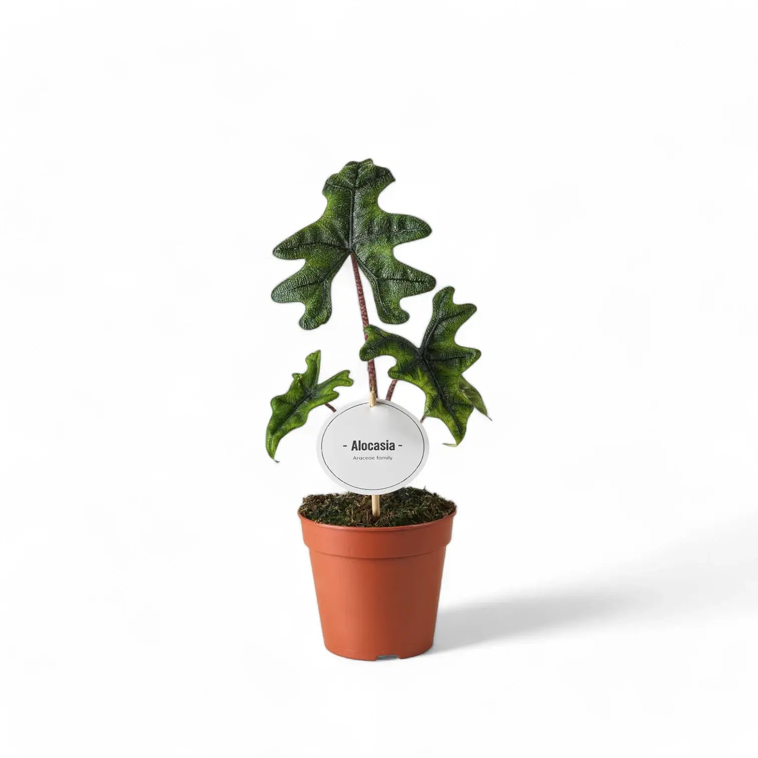 Alocasia 'Jacklyn' potted plant in nursery pot on white background.