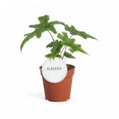 Alocasia 'Jacklyn' potted plant in nursery pot on white background.