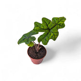 Alocasia 'Jacklyn' potted plant in nursery pot on white background.